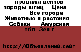 продажа ценков породы шпиц  › Цена ­ 35 000 - Все города Животные и растения » Собаки   . Амурская обл.,Зея г.